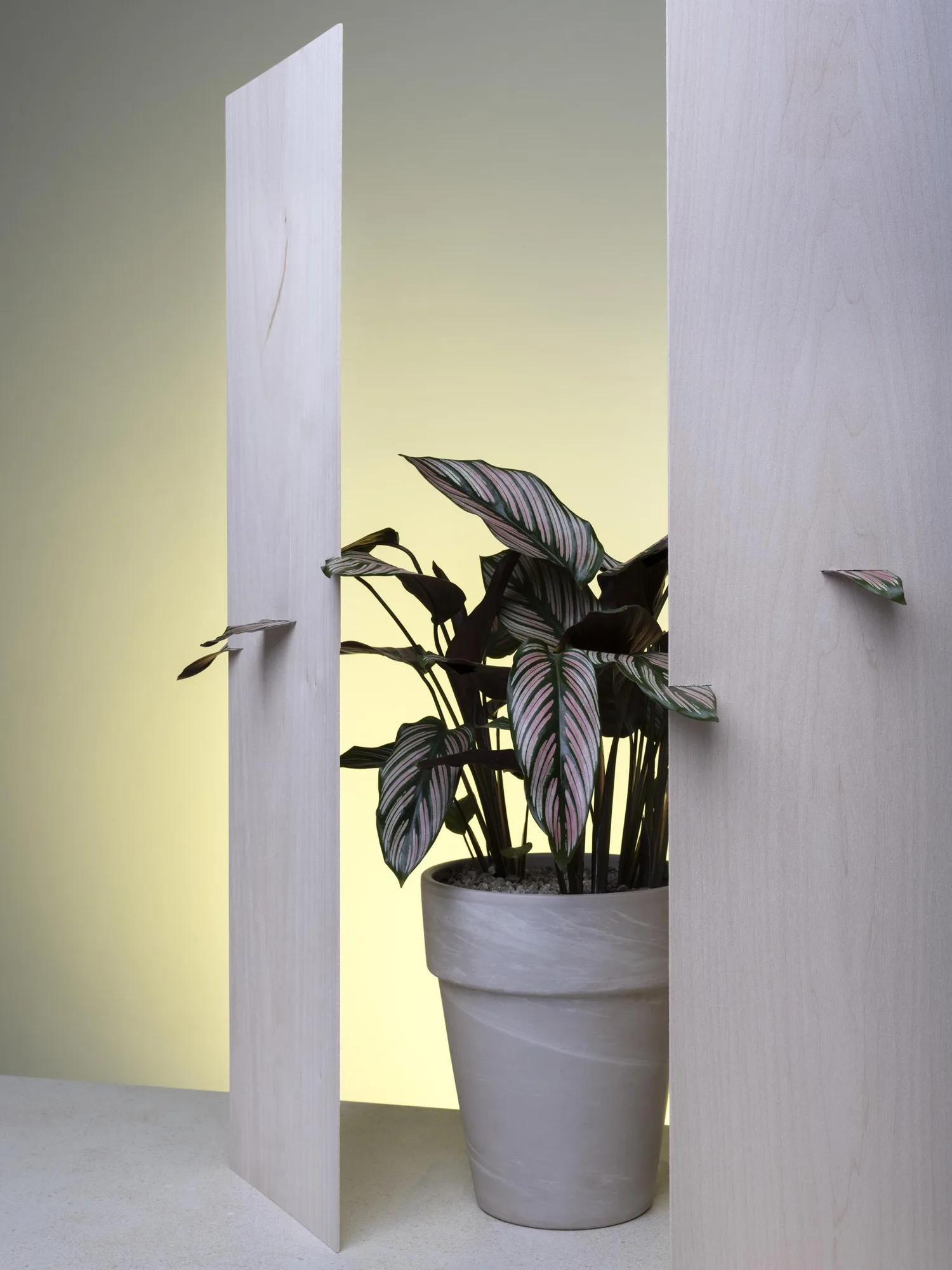 송석우, Passive plant, 108 × 81 cm, Archival Pigment Print, 2024